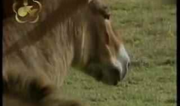 大马配小毛驴视频高清